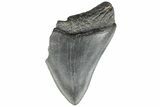 Partial Megalodon Tooth - South Carolina #194019-1